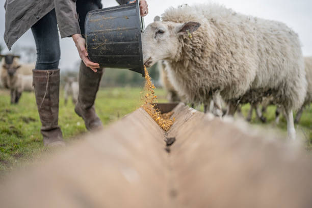 تصویر 2 از پروبیوتیک گوسفند + باکتری‌ های مفید برای هضم بهتر و رشد سالم